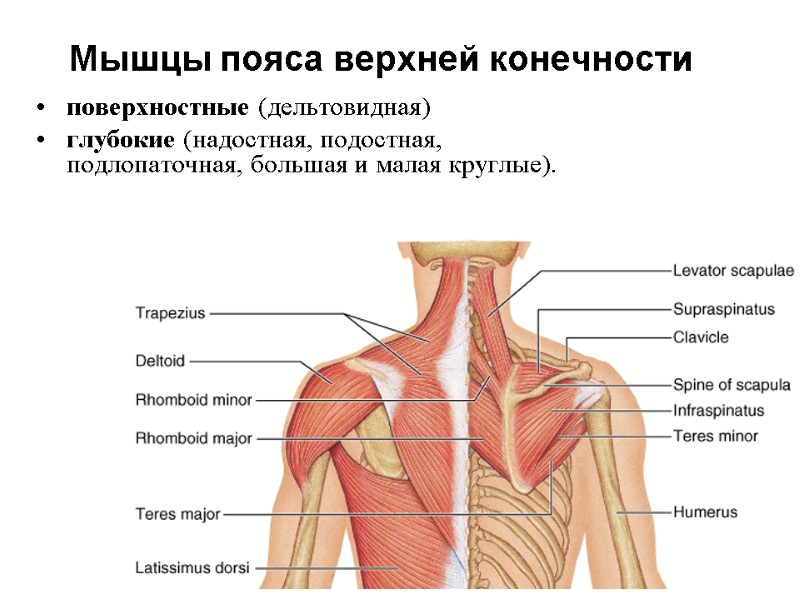 Мышцы пояса верхней конечности поверхностные (дельтовидная) глубокие (надостная, подостная, подлопаточная, большая и малая круглые).